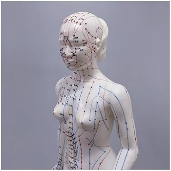 Amazon.co.jp: 鍼灸モデル-経絡ポイントを持つ人体の女性鍼灸